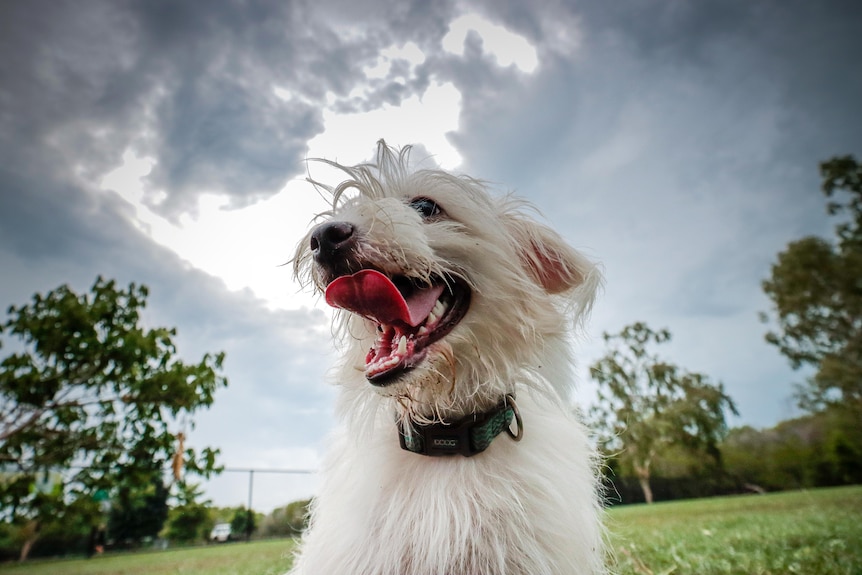 Portrait of a dog with storm clouds behind her