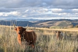 A red cow with large horns stand in a field surrounded by mountains.