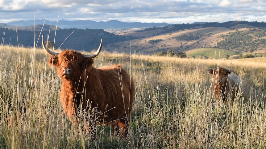 A red cow with large horns stand in a field surrounded by mountains.