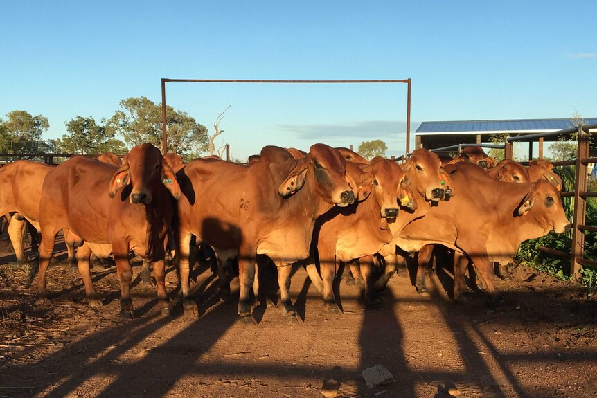 Cattle in the NT