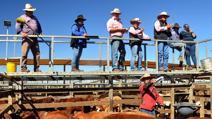 Auction action at the Roma saleyards
