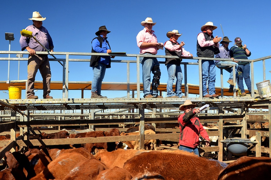 Auction action at the Roma saleyards