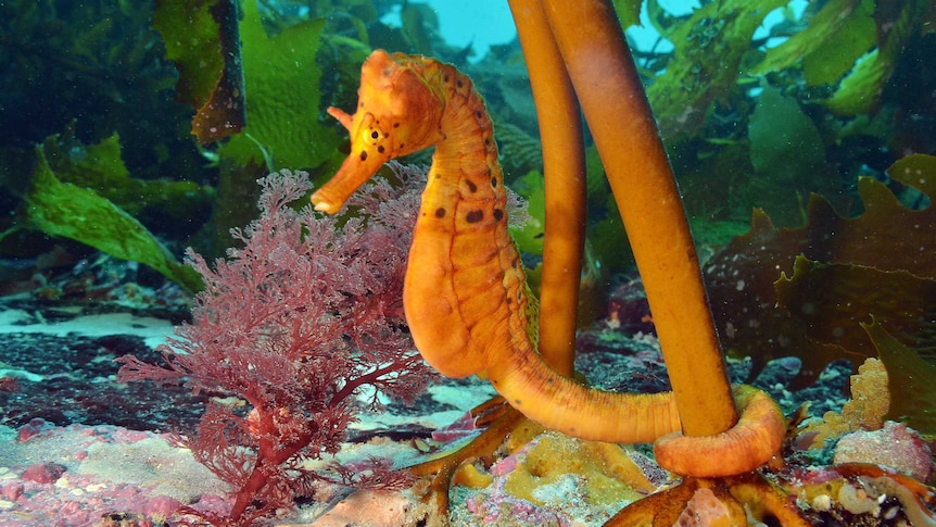 A seahorse wraps its tail around seaweed