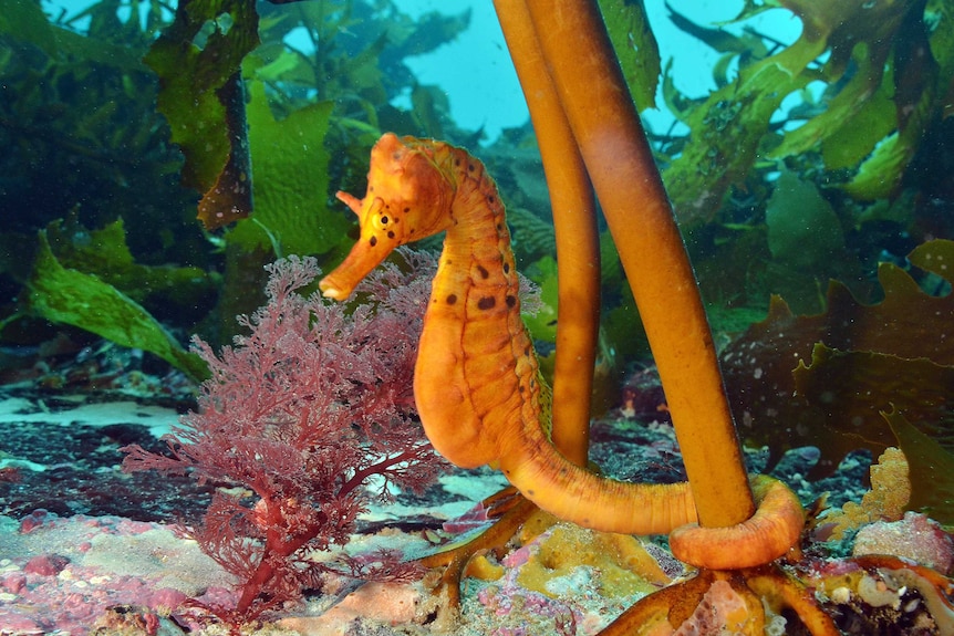 A seahorse wraps its tail around seaweed