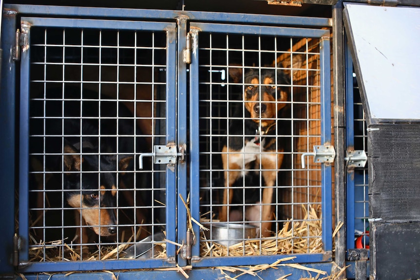 A pair of kelpies in their cages waiting to compete in a dog competition.