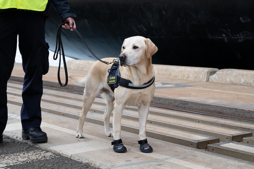 A leashed golden retriever sniffer dog stands at attention in a Sydney port. 