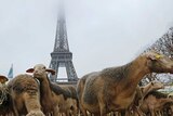Sheep gathered near the Eiffel Tower