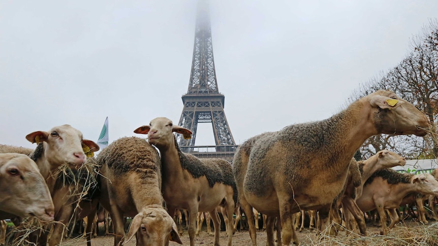 Sheep gathered near the Eiffel Tower