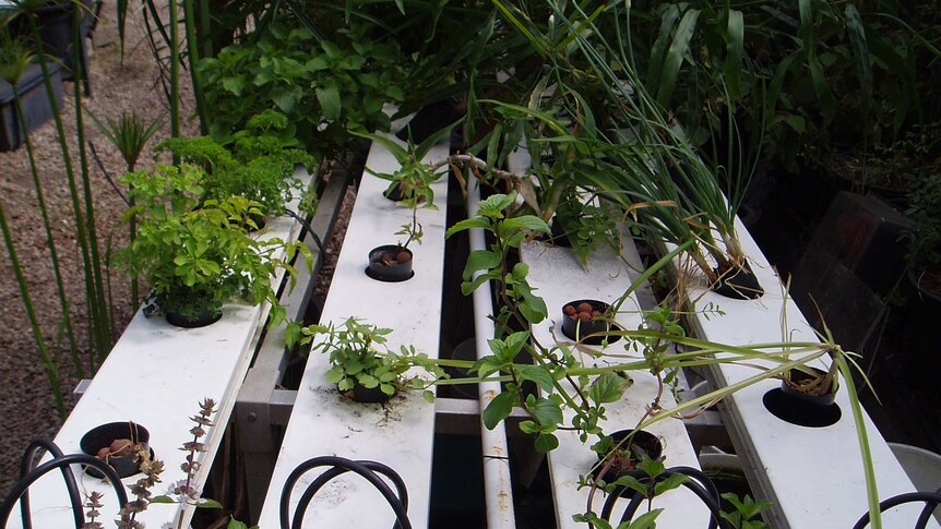 A hydroponic garden
