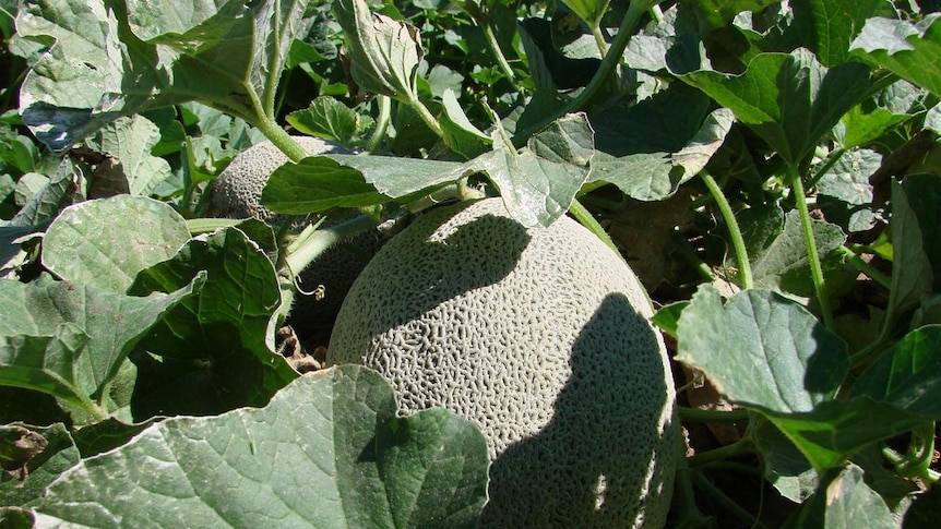 Rockmelons almost ready to pick