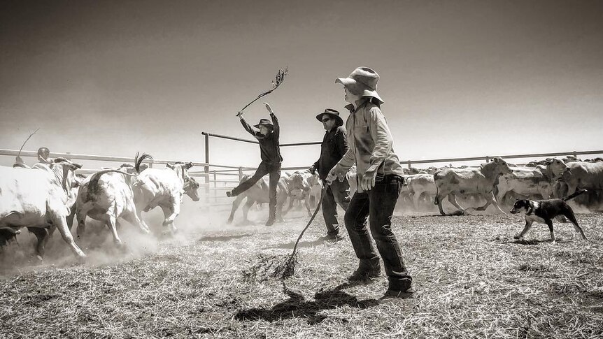 People herd cattle in yards.