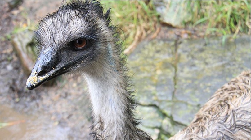 An emu in an enclosure at Adelaide Zoo