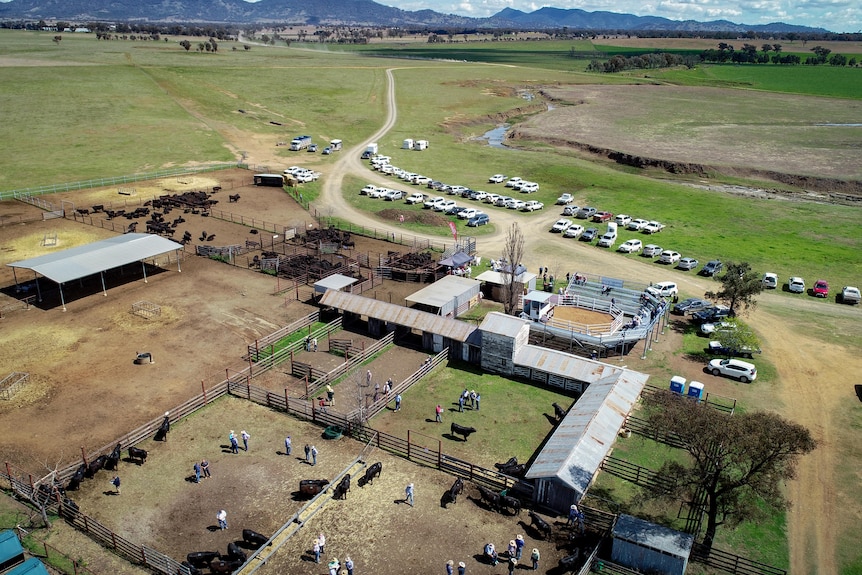 Drone shot of cattle yards, cars parked in lines and cattle in yards