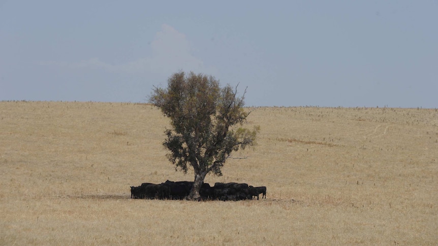 Cattle seek relief from heat