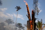 A tree burns as flames rise amid smoke.