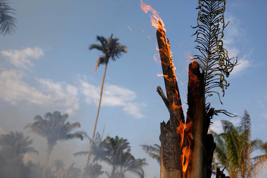 A tree burns as flames rise amid smoke.