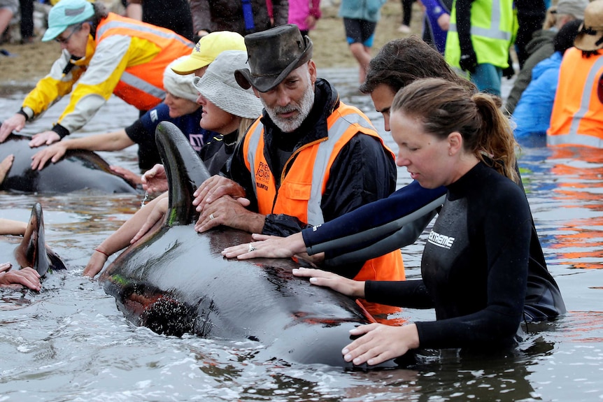 Volunteers look after a pod of stranded pilot whales in New Zealand