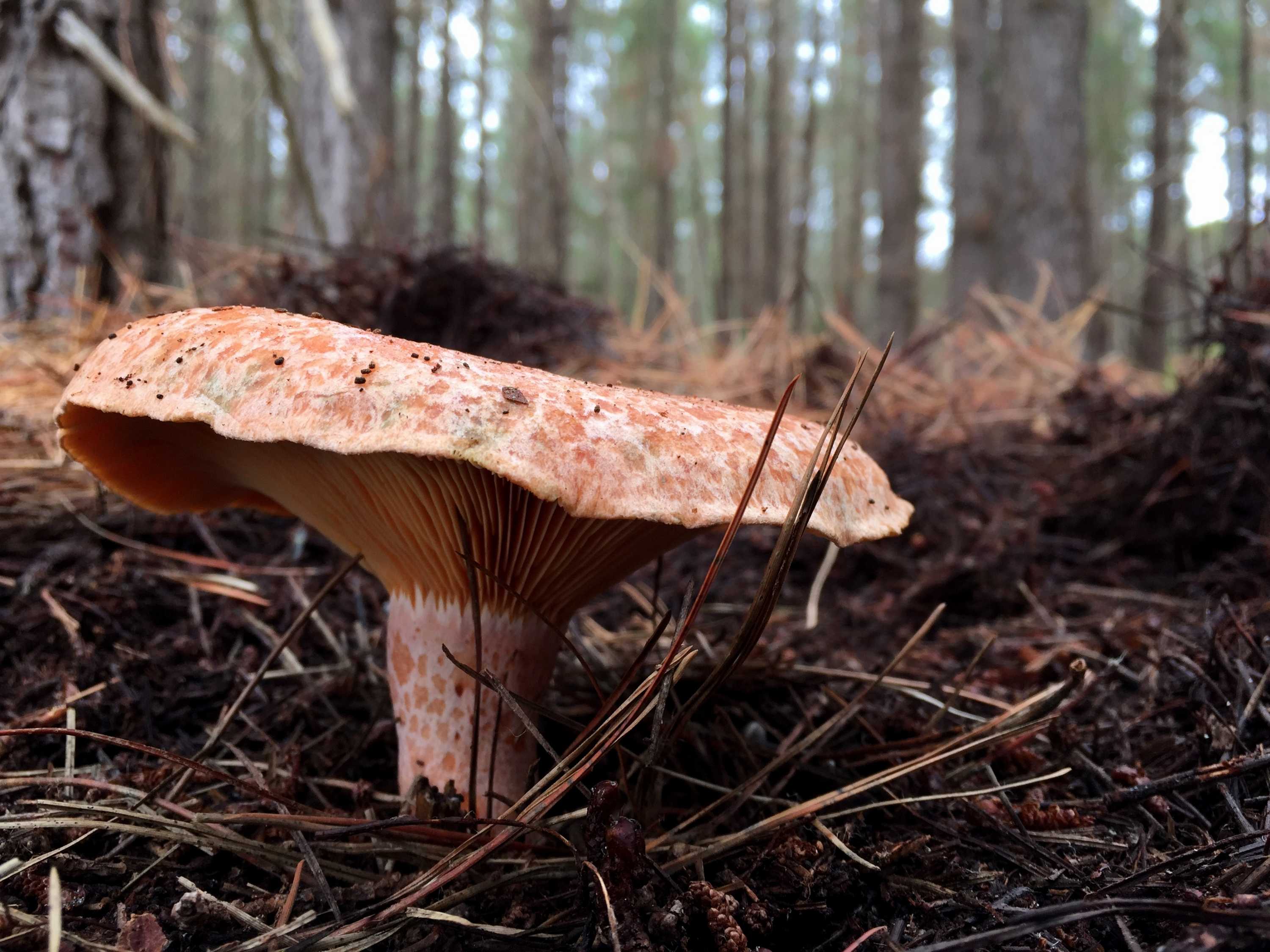 Into the wild: foraging for hidden treasures in Australian forests ...