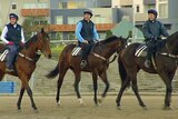 Racing Victoria says it's been offered about a tenth of the doses it needs for the state's thoroughbreds (file photo)