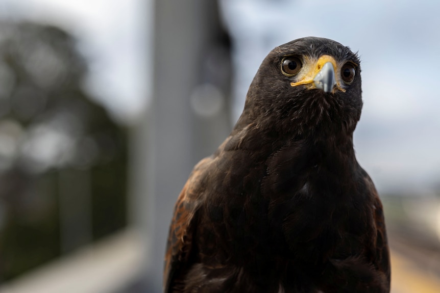 A close up image of a brown hawk with a yellow beak and big glassy eyes.