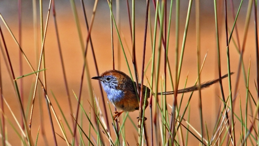 Mallee Emu-wren in grass