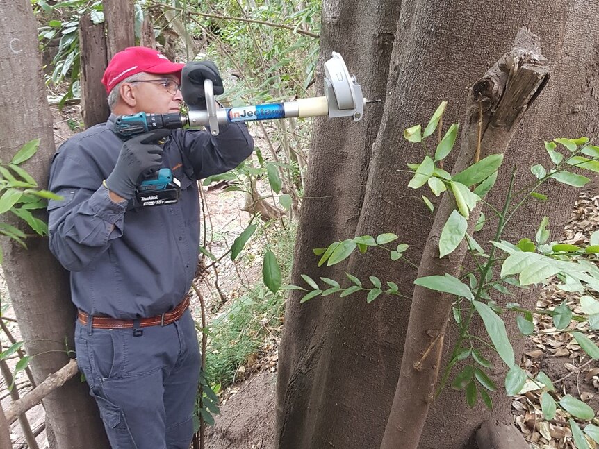 A man drills a hole in an invasive tree