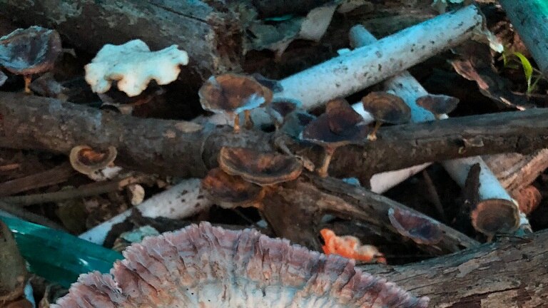 Fungus on dead wood.