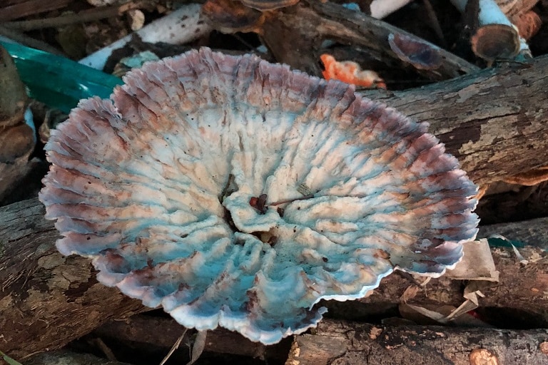 Fungus on dead wood.