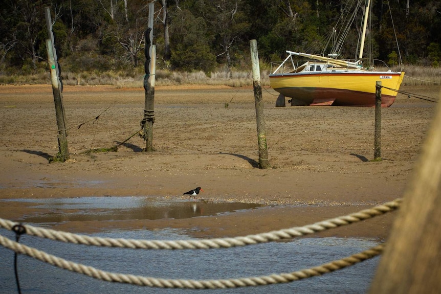A pied oyster catcher picks at soldier crabs and a yacht lays over in the low tide mud.