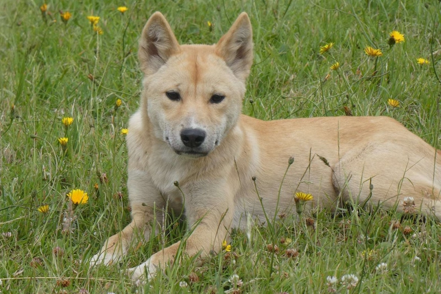 Myrtle the Dingo laying in the grass.