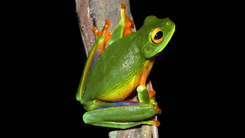 Cape York graceful tree frog