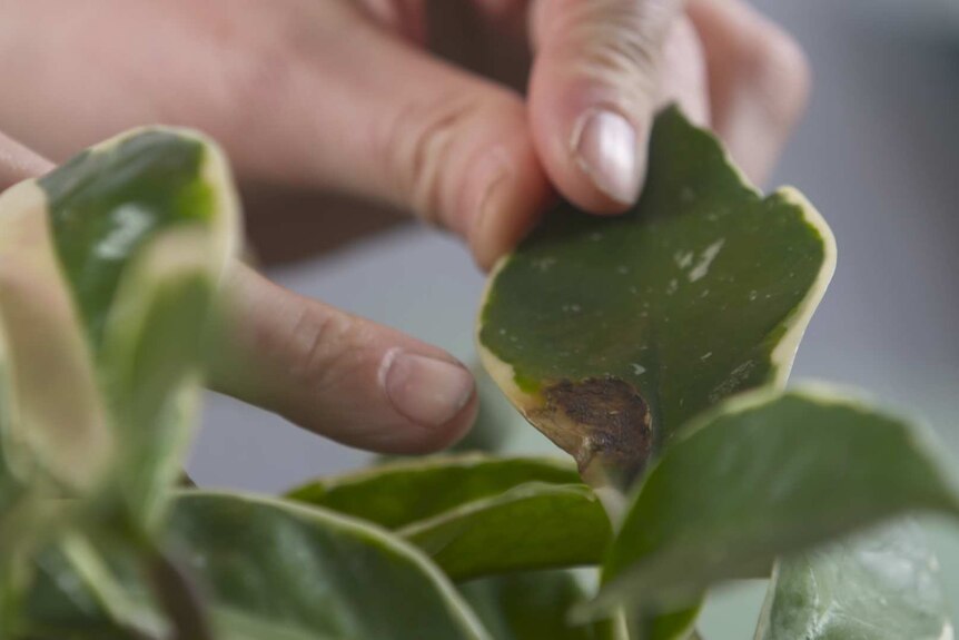 One hand holds a hoya leaf while another points to fungus, a brown spot on the leaf indicating a problem.
