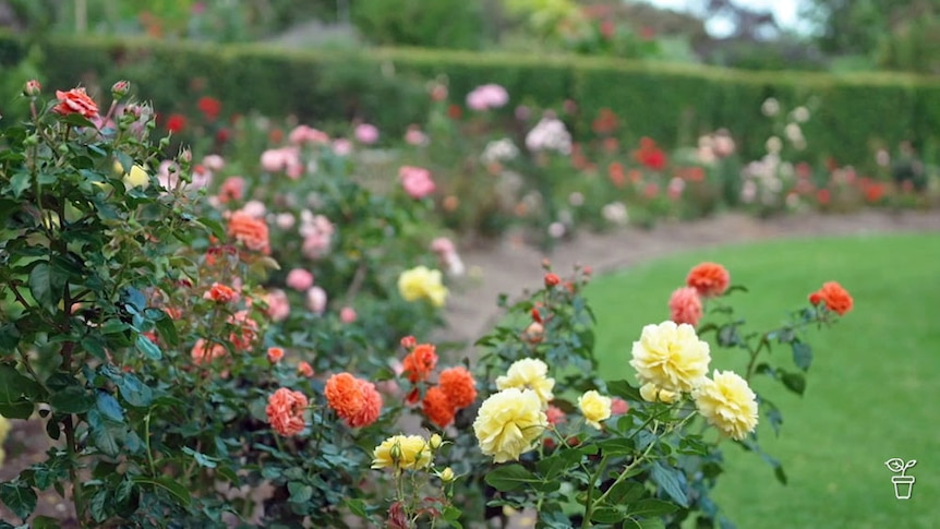 A large garden border filled with an assortment of roses.