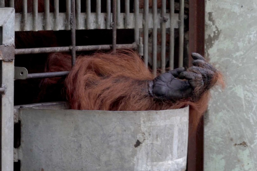 An orangutan's arm reaches out from inside cage