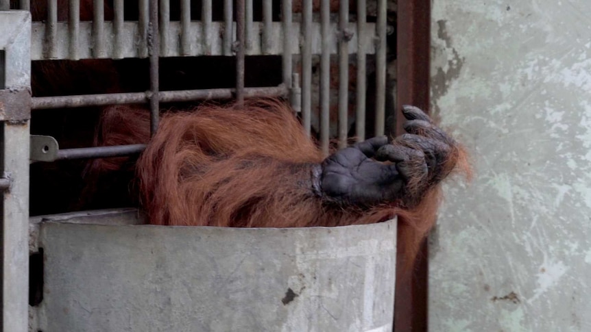 An orangutan's arm reaches out from inside cage