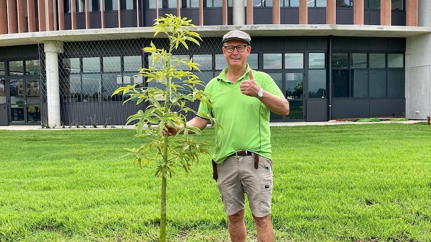 A man gives a thumbs up standing next to a young tree about the same height as him. 