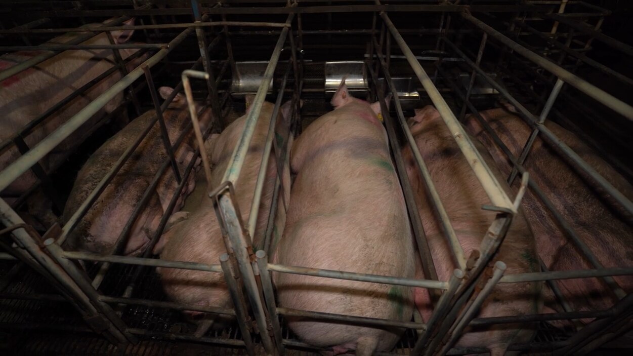 Several pigs kept in pens.