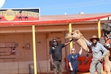 Three people stand next to a camel in front of a building with the sign "JJ's Outback Store". 
