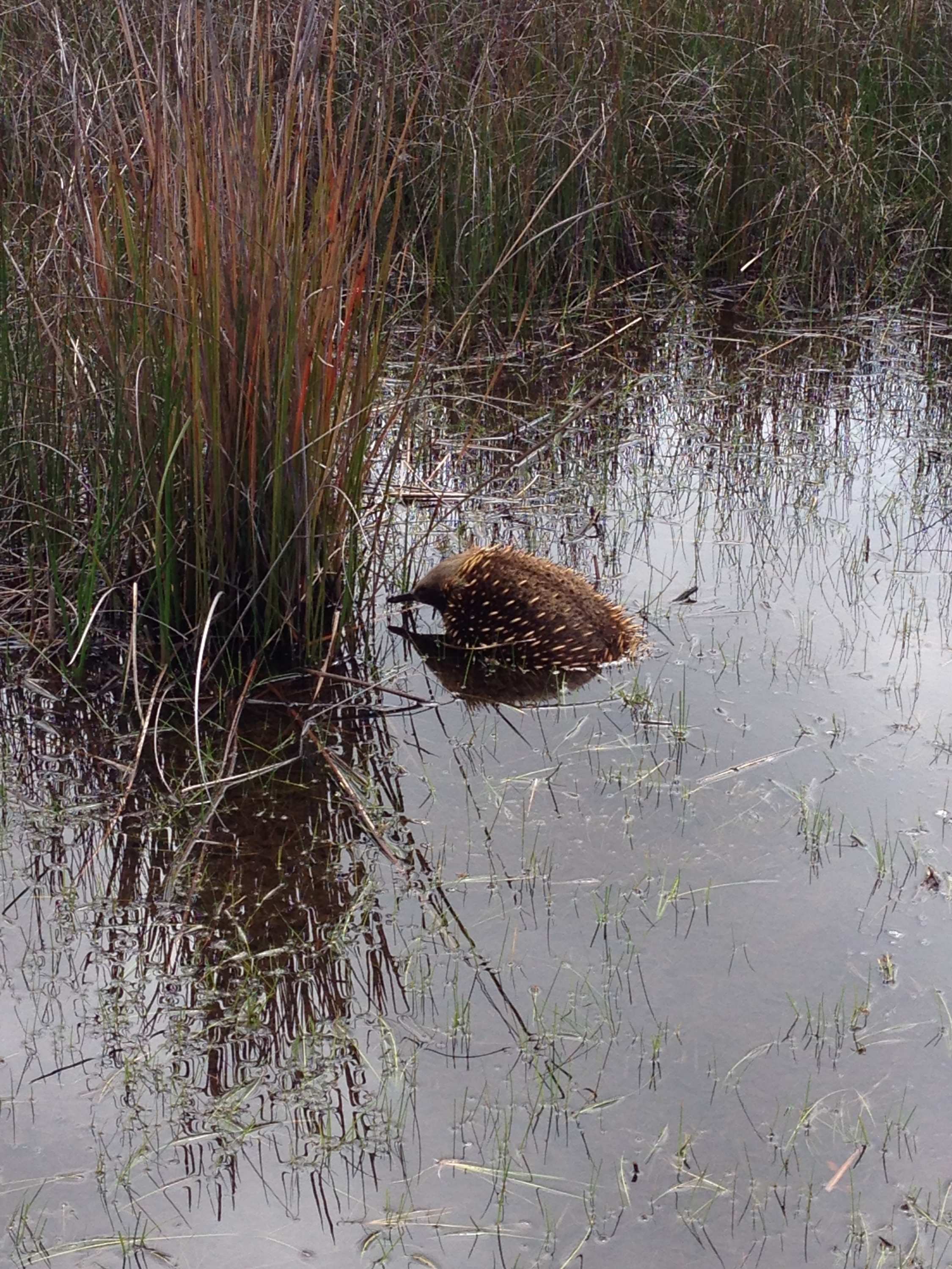 An echidna swimming in a dam