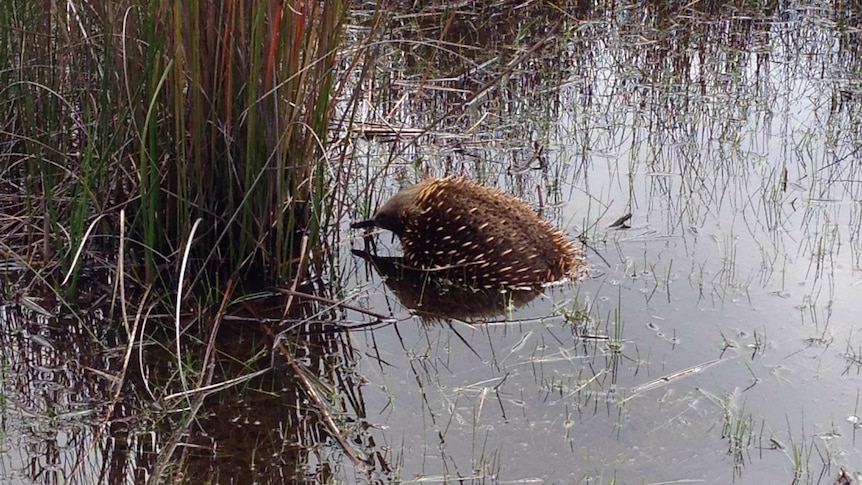 An echidna swimming in a dam