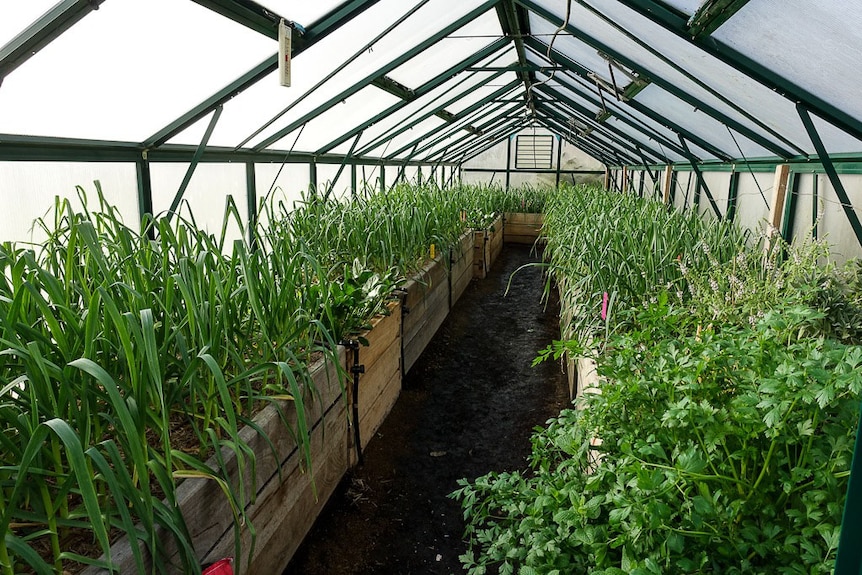 Garlic plants grow in a greenhouse