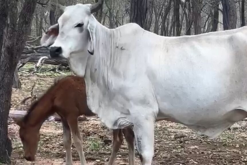 A Brahman cow stands in farmland with a Brumby foal next to it.
