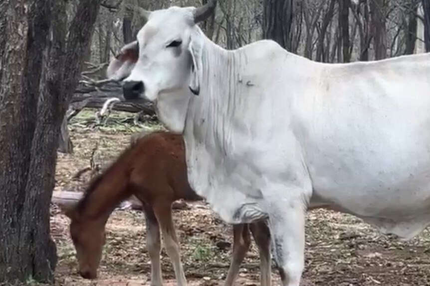 A Brahman cow stands in farmland with a Brumby foal next to it.