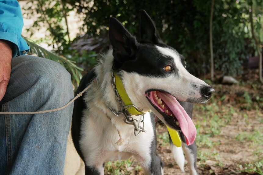 A black and white collie pants while looking beyond the camera standing next to his handler  