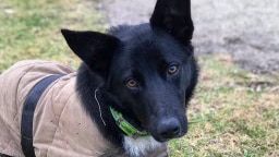 A black kelpie x border collie looking at the camera.