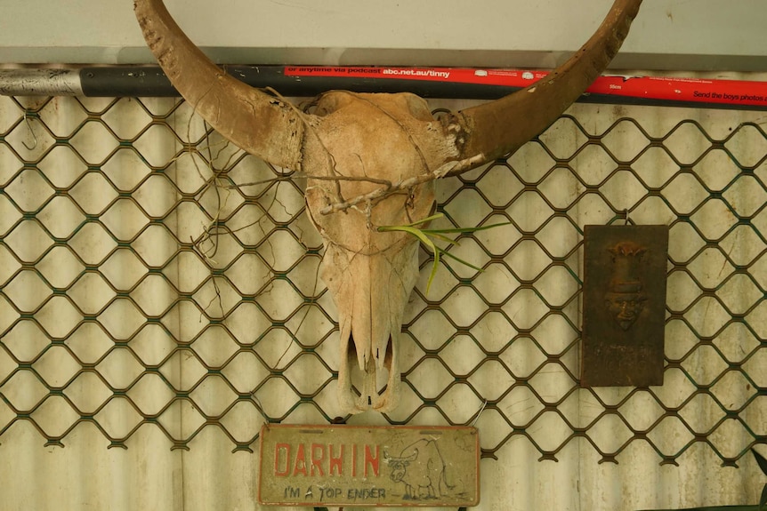 Buffalo skull hanging on wall with Darwin numberplate below.