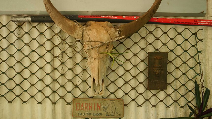 Buffalo skull hanging on wall with Darwin numberplate below.