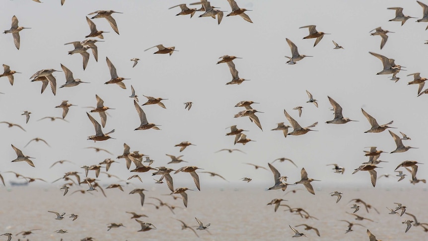 A hundred birds fill the frame, up turned beaks, russet bellies, dappled wings, they look like jet planes booming past.