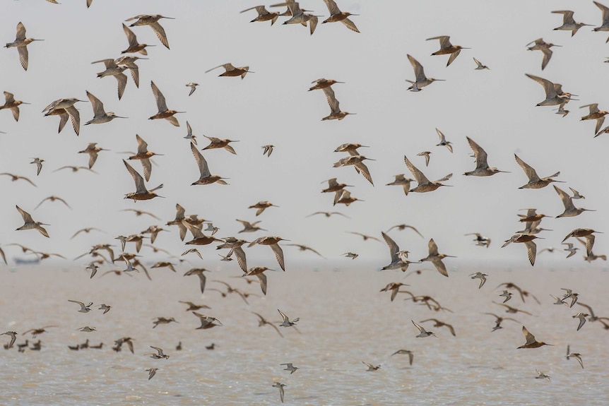 Godwits in Flight