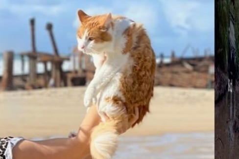 A lady holds up a ginger cat. There is a beach landscape behind it